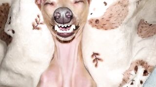 Vida difícil a do meu cachorro