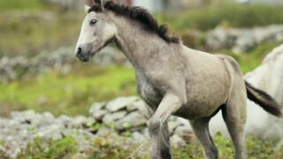 Ultra Animals video with realaxation music