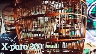 ALUNAN SUARA PUTER PELUNG (SOUND OF PUTER PELUNG)