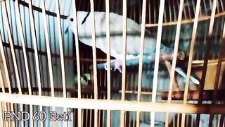 AMAZING, SOUND IS SO BEAUTIFUL