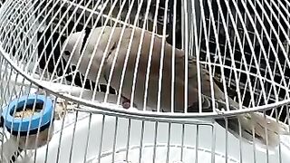 PETERNAKAN PUTER PELUNG DI INDONESIA