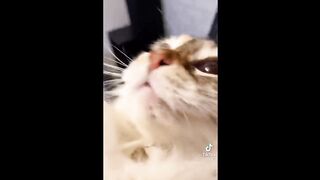 FUNNY CAT MEMES COMPILATION OF 2022