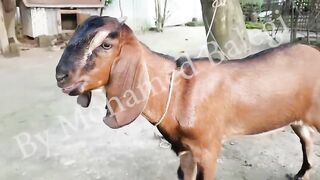 The_singing_Goat
