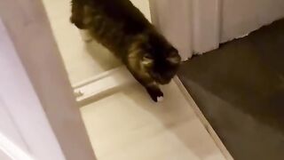 Funny cats