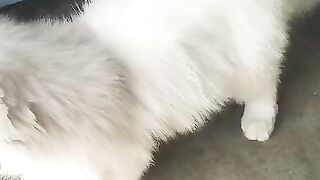 funny kitten