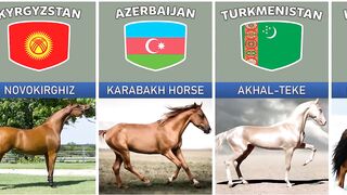 Horse Breeds From Different Countries
