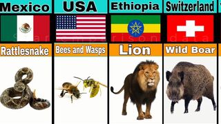 Deadliest Animals From Different Countries 1 star comparison data