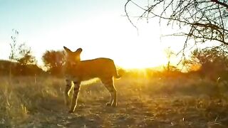 animal video||beauty of world.||cretion of God||beautful animals 123.