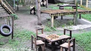 WOW- Giant pandas sit at the table and have a bamboo meal