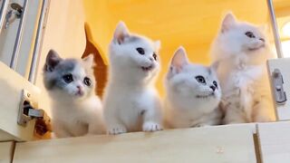 Baby Cats - Cute and Funny Cat Videos 5