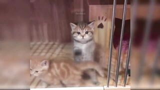 Baby Cats - Cute and Funny 6