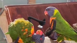 parrot panjabi clip