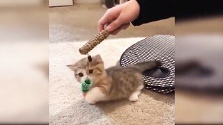 Baby Cats - Cute and Funny Cat Videos 7