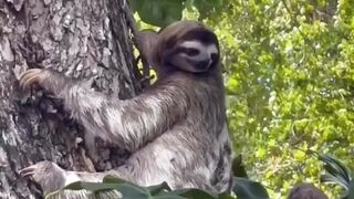Amazing animal