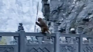 Funny monkey ????????????????????????