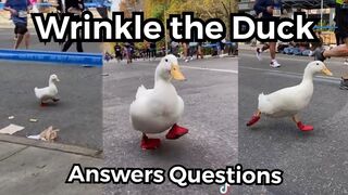 NYC Marathon Duck (Exclusive Interview with Wrinkle)