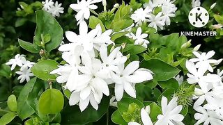 Awesome time lapse video_ language of flowers_ Nature makes you happy