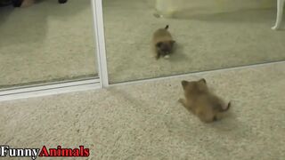 Cute and Funny Dog and Cat vs Mirror