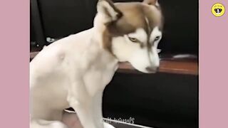 Funniest Animals | Funny Dog And Cat | Funny Animals Video