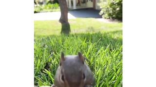 Funny animals