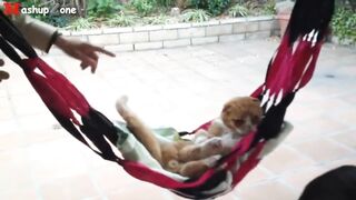 Funny Cats Acting Like Humans