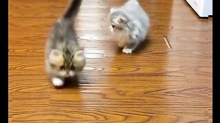 cute cats