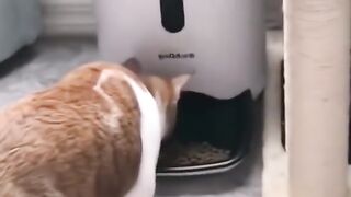 food is everything