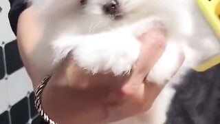 Best Funny Videos Of Dogs ? And Cats ? - Try Not To Laugh!