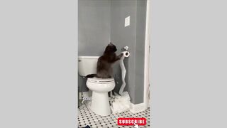 cat (tik tok)