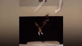 Funny pet
