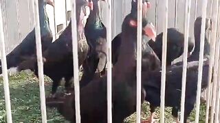 Pigeon