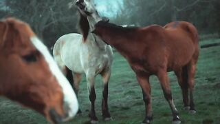 1 Minute Doggie and horse