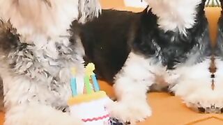 Cute Doggie and horses