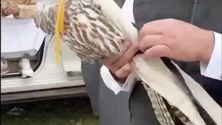 Entertainment (eagel fly)