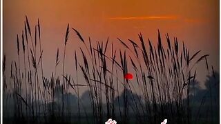Urdu poetry
