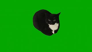 Maxwell The Cat