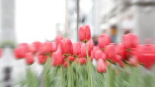 Beautiful Pink Flower's And Beautiful scenery scenes