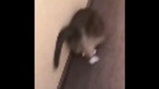 Fuuny pets acting