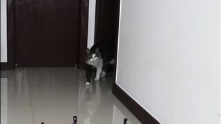 Cut vs dog funny video amazing