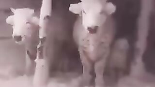 animal snow fall