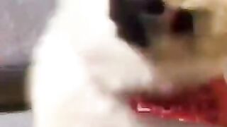 Funny and sweet cut cat video