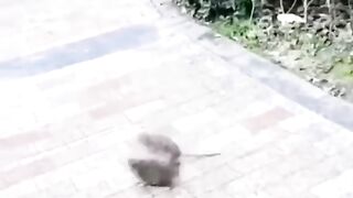 Best Funny Video mouse fight #funny
