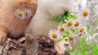Baby Rabbit