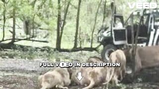 Full portal do zacarias homem morto por leoa homem morto por leoa portal zacarias leoa joao pessoa