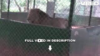 Ver portal do zacarias leoa portal do zacarias leão portal zacarias leão homem morto por leoa portal zacarias