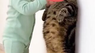 The owner scolds the cute thug cat