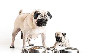 Vitenskapelige mirakler i Koranen og Sunnah 8