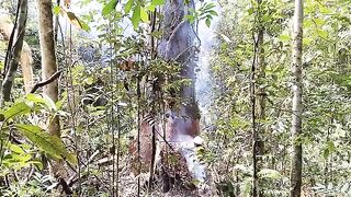 Meranti besar
