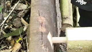 Solo Bushcraft in the Rainforest