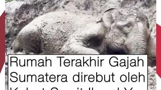 Rumah Terakhir Gajah Sumatra Direbut Kebun Sawit Ilegal Hanya 150 Tersisa di Tesso Nilo